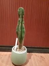 Cereus forbesii spiralis con
