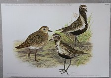 Piviere Dorato. Iconografia