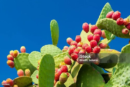 Talee piante fichi - piante,