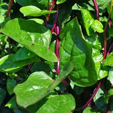 Basella alba Rubra, Spinaci