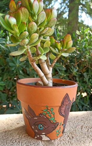 Pianta grasse crassula vaso - pianta, in
