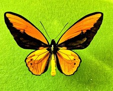 ORNITOTTERO CRESO FORMA DI