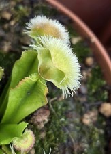Dionea morning star pompom - dionea, star-pompom