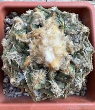 Ariocarpus fi suratus lloydi, Own Root, 11 cm, Not Copiapoa, Aztekium