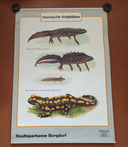 Salamandra newt originale - salamandra,,