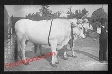 ac3117 CARTOLINE  D'EPOCA-Perugia -L'Umbria Illustrata-Bovi del Pian del Tevere