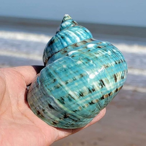 10cm natural sea shell - 10cm,