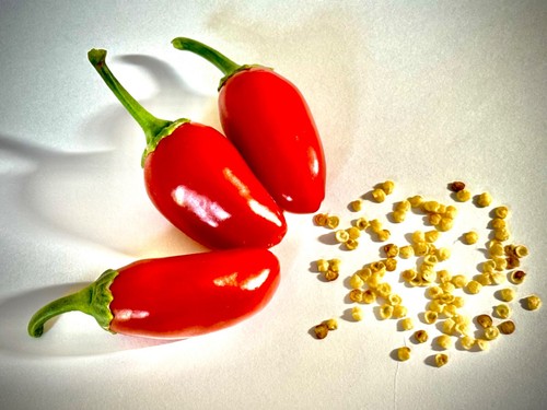 Semi peperincino jalapegno - peperincino,