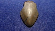DENTE DI MEGALODONTE  -