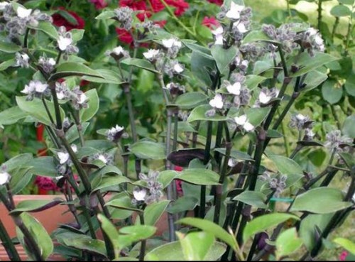 Talee tradescantia - di,