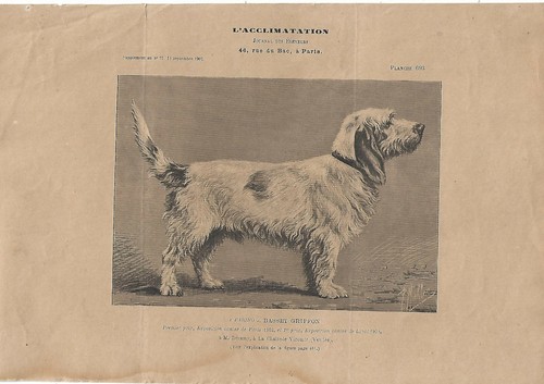 Stampa antica cane - cane, razza