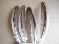 4 piume di pavone colorate