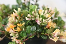 1 PIANTA DI LONICERA NANA LITTLE HONEY IN VASO 14CM Sempreverdi caprifoglio