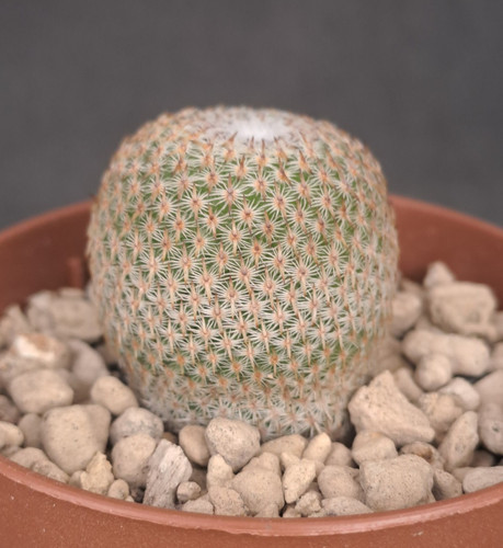 Mammillaria crucigera - , f