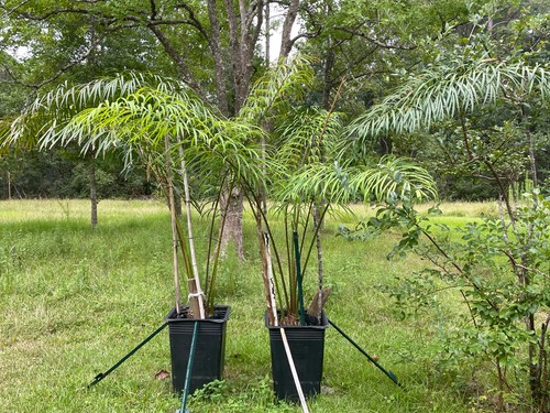 Cycad cycas multifrondis - cycad,