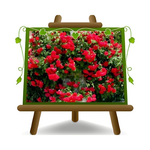 Rosa rampicante fiore - rosa, grande