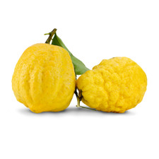 Pianta di Cedro in Fitocella