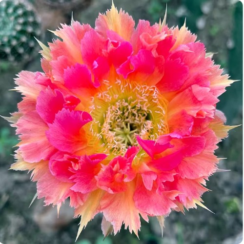 Piante cactus 4 cm - di, 3-4
