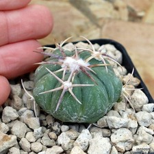 Echinocactus horizonthalonius