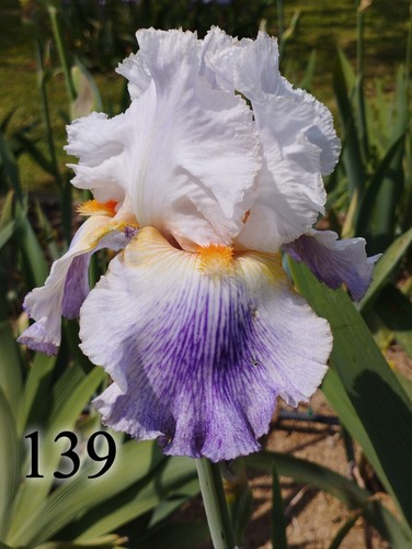 Bulbo iris germanica - bulbo,