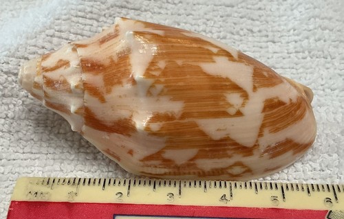 Beautiful little voluta - beautiful,
