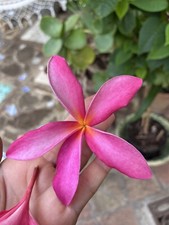 Plumeria Talea 40-50 Cm Fiore