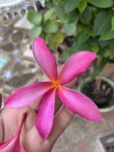 Plumeria talea cm fiore - 40-50,