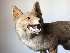 VOLPE IMBALSAMATA IMPAGLIATA TASSIDERMIA VINTAGE TROFEO CACCIA