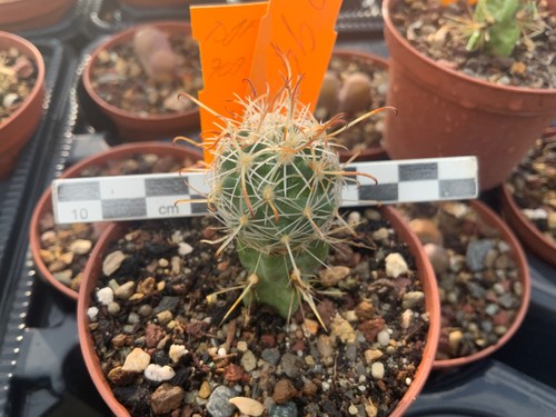 294 sclerocactus nyensis djf - 294,