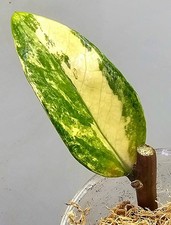 Zamioculcas Zamiifolia Aurea Variegata - Alta Qualità 