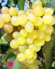 Pianta di Vite Bianca ELISABETH 'Resistente alle malattie' - età 2 anni in vaso