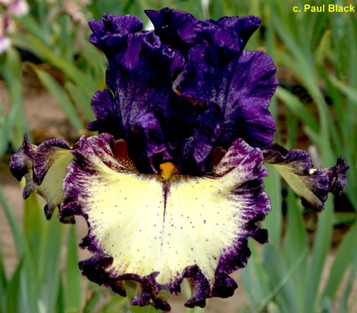 Iris all too - iris, tb,