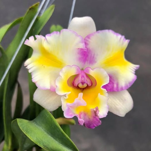 Rlc lady gaga alejandro - lady, 'alejandro'