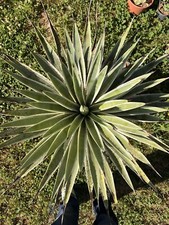 AGAVE ANGUSTIFOLIA MARGINATA 'VARIEGATA' - PIANTA DA GIARDINO -