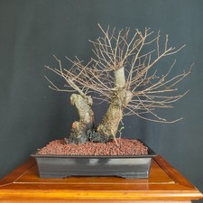 PRE BONSAI  DI OLMO CAMPESTRE