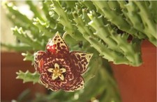 STAPELIA ORBEA VARIEGATA 2 x