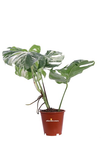 Pianta monstera deliciosa - pianta,
