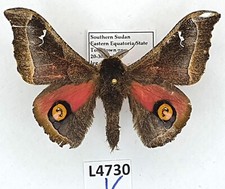 Saturniidae ludia hansali - ludia,