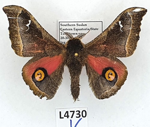 Saturniidae ludia hansali - saturniidae,,