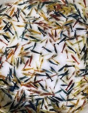 Lotto omaggio neocaridine - 10+2,
