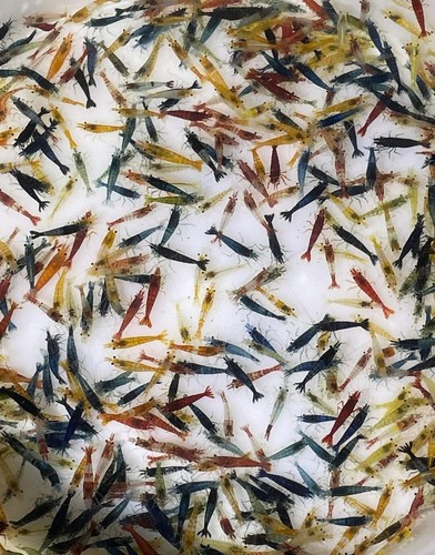 Lotto omaggio neocaridine - omaggio,