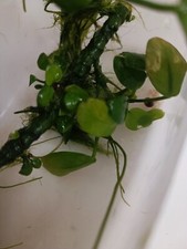 Piante acquatiche acquario