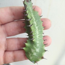 2 Esquejes De Euphorbia