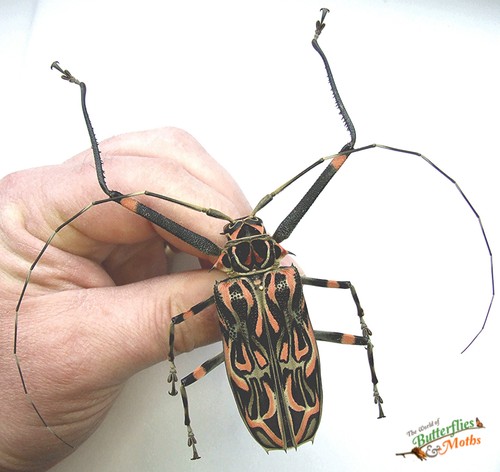 Acrocinus longimanus harlequin - acrocinus,