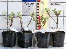 Hydrangea quercifolia Ruby