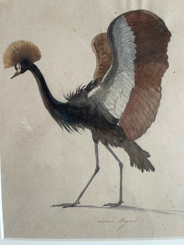 Raro grande disegno - raro,