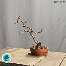 Bonsai Chaenomeles Japonica