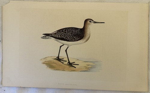 Morris wood sandpiper - morris,
