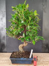 bonsai   ficus retusa  h 55 cm
