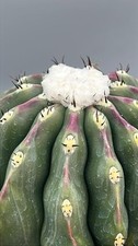 Melocactus maxonii var